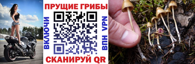 Псилоцибиновые грибы прущие грибы  Моршанск 